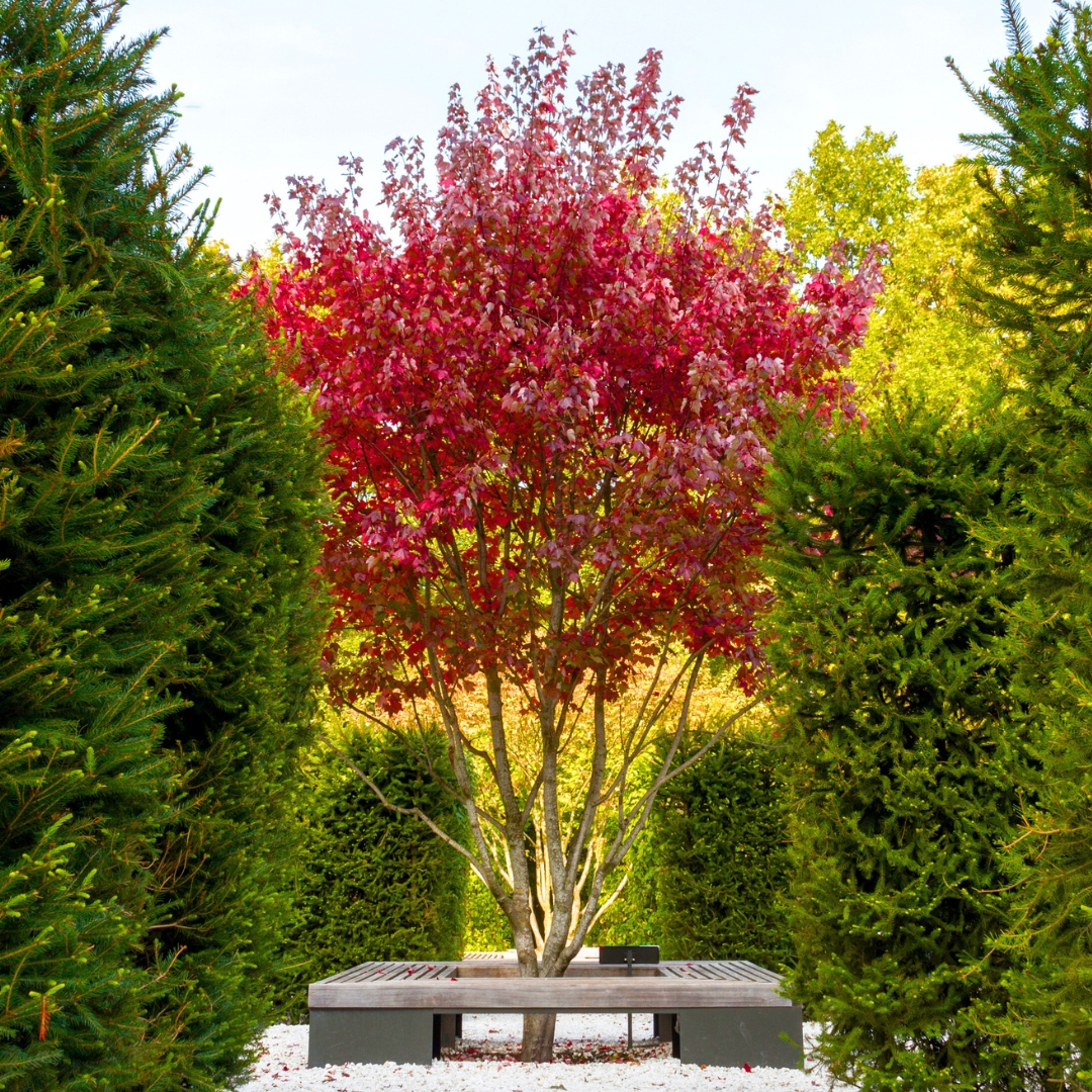 Red Maple (Acer rubrum)