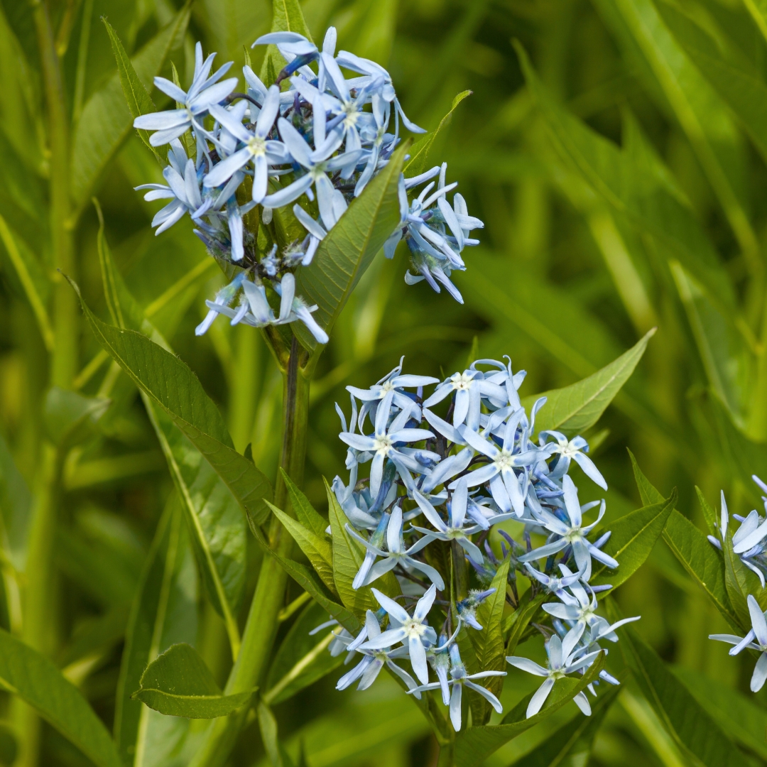 Amsonia Hubrichtii