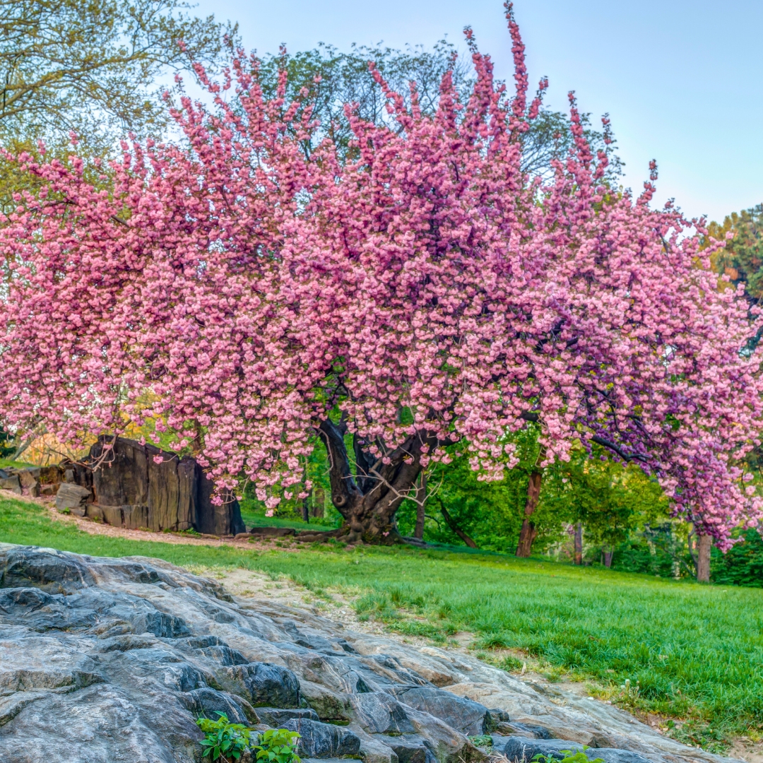 Prunus 'Kwanzan' (Flowering Cherry)