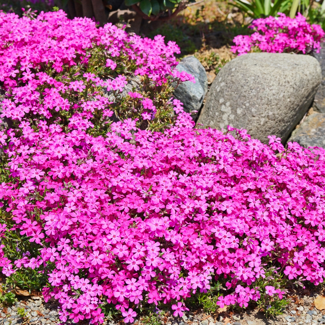 Drummond's Pink Creeping Phlox