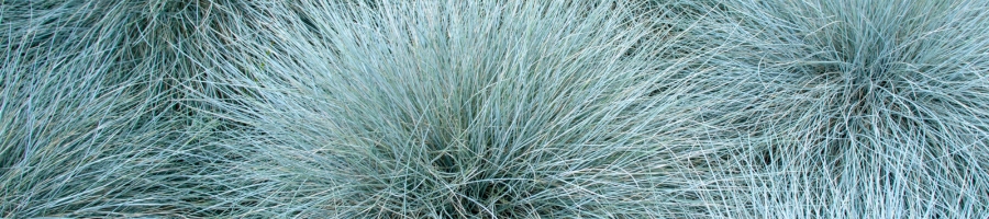 Blue Fescue (Festuca)