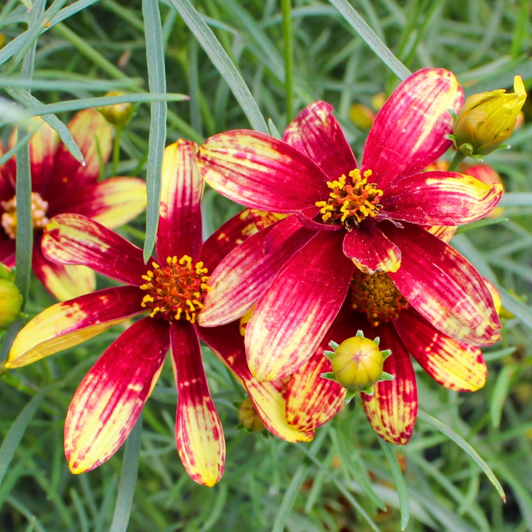 Coreopsis 'Kim's Sunflare'