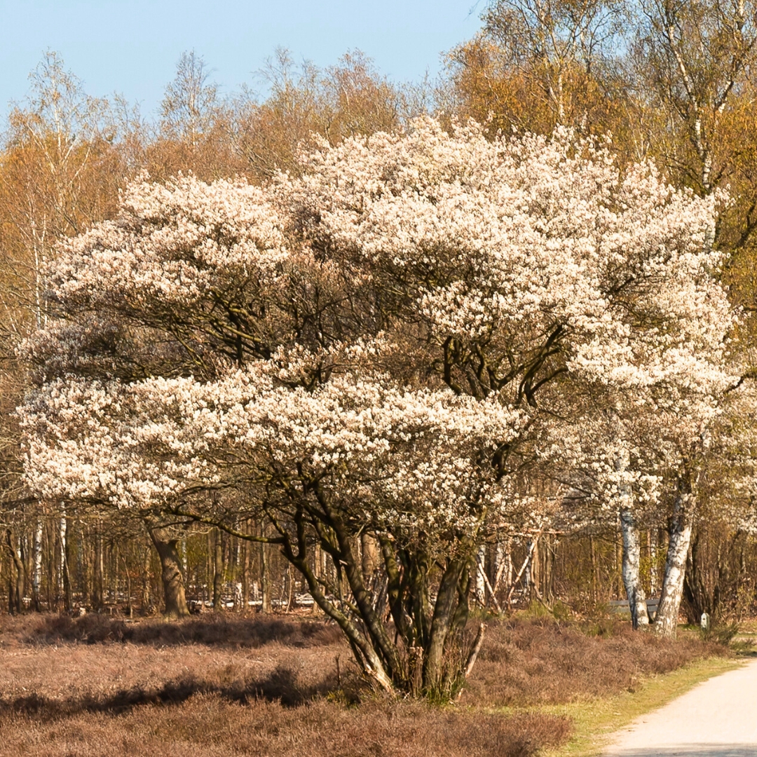 Serviceberry 'Autumn Brilliance'