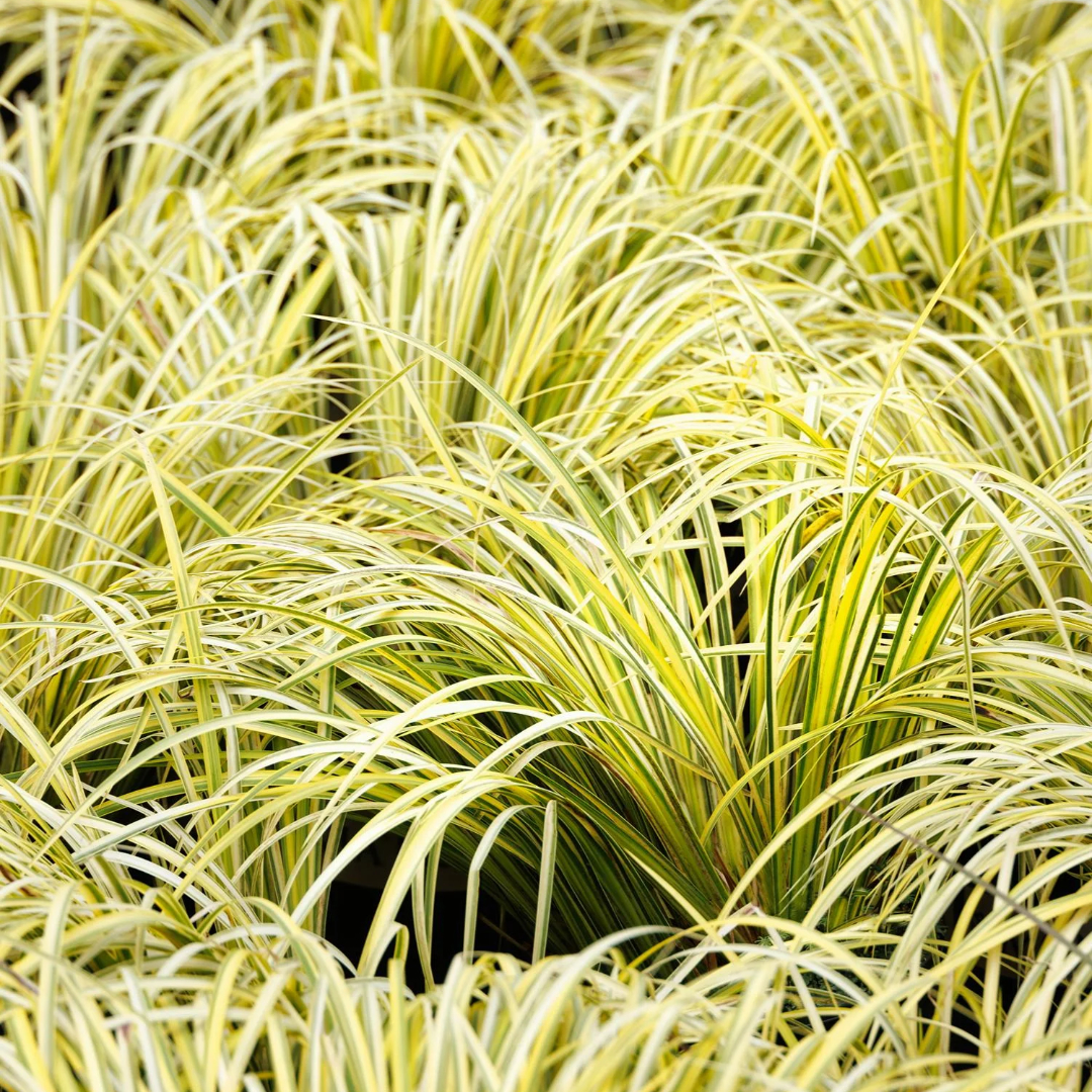 Acorus 'Ogon'