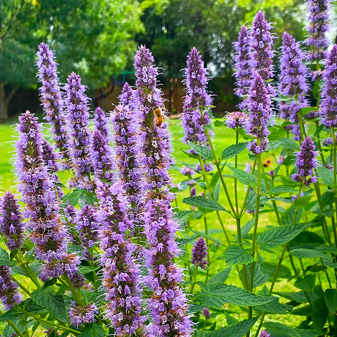 Agastache 'Blue Fortune'