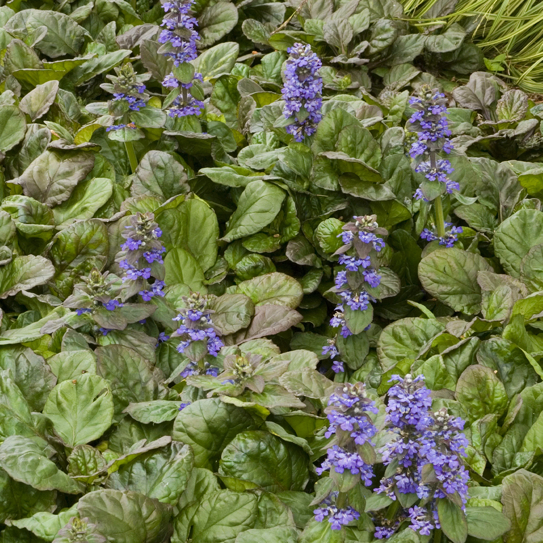Ajuga 'Bronze Beauty'