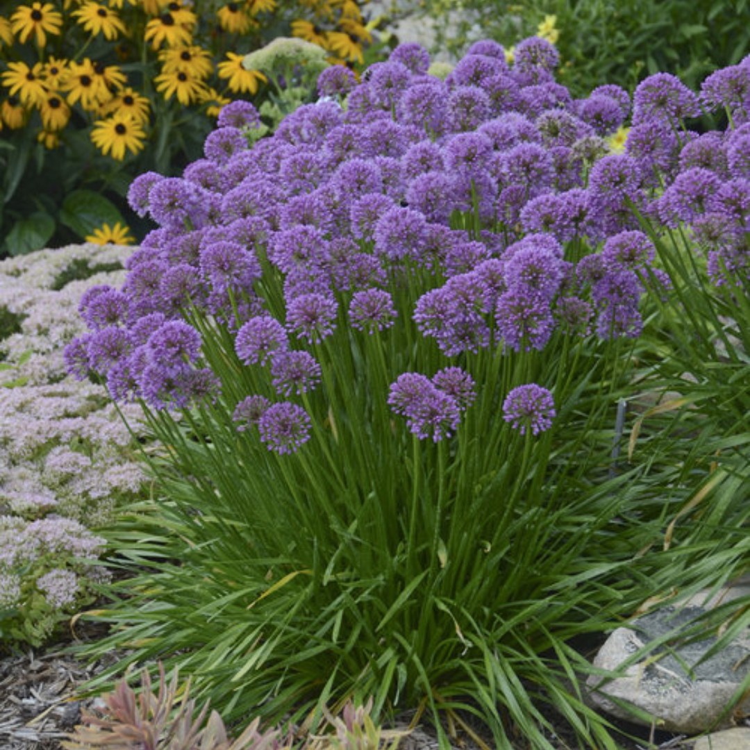 Allium 'Millenium'
