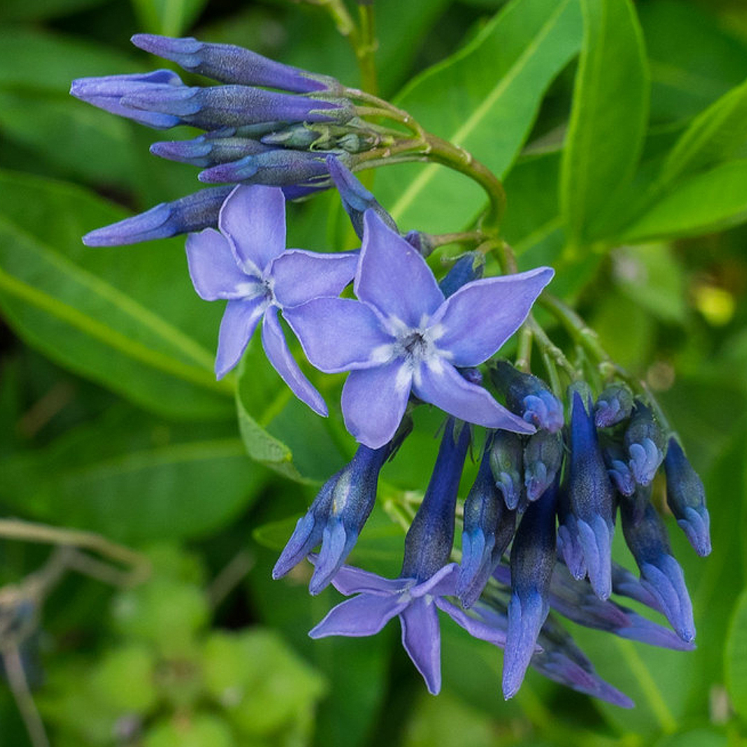 Amsonia 'Blue Ice'