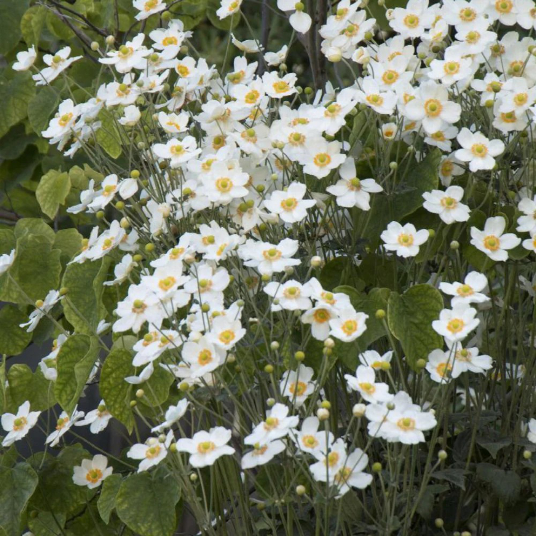 Anemone 'Honorine Jobert'