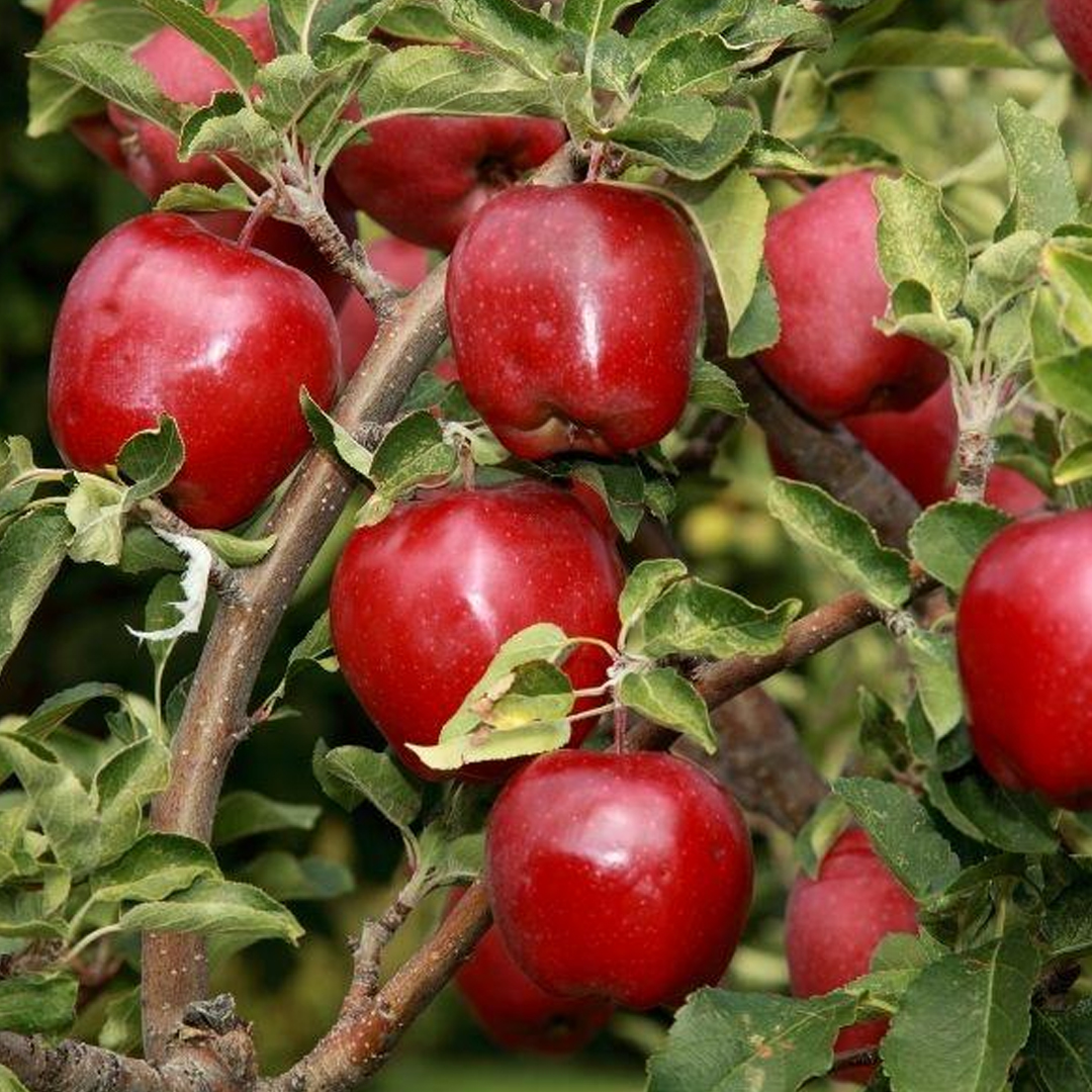 Apple 'Red Delicious'
