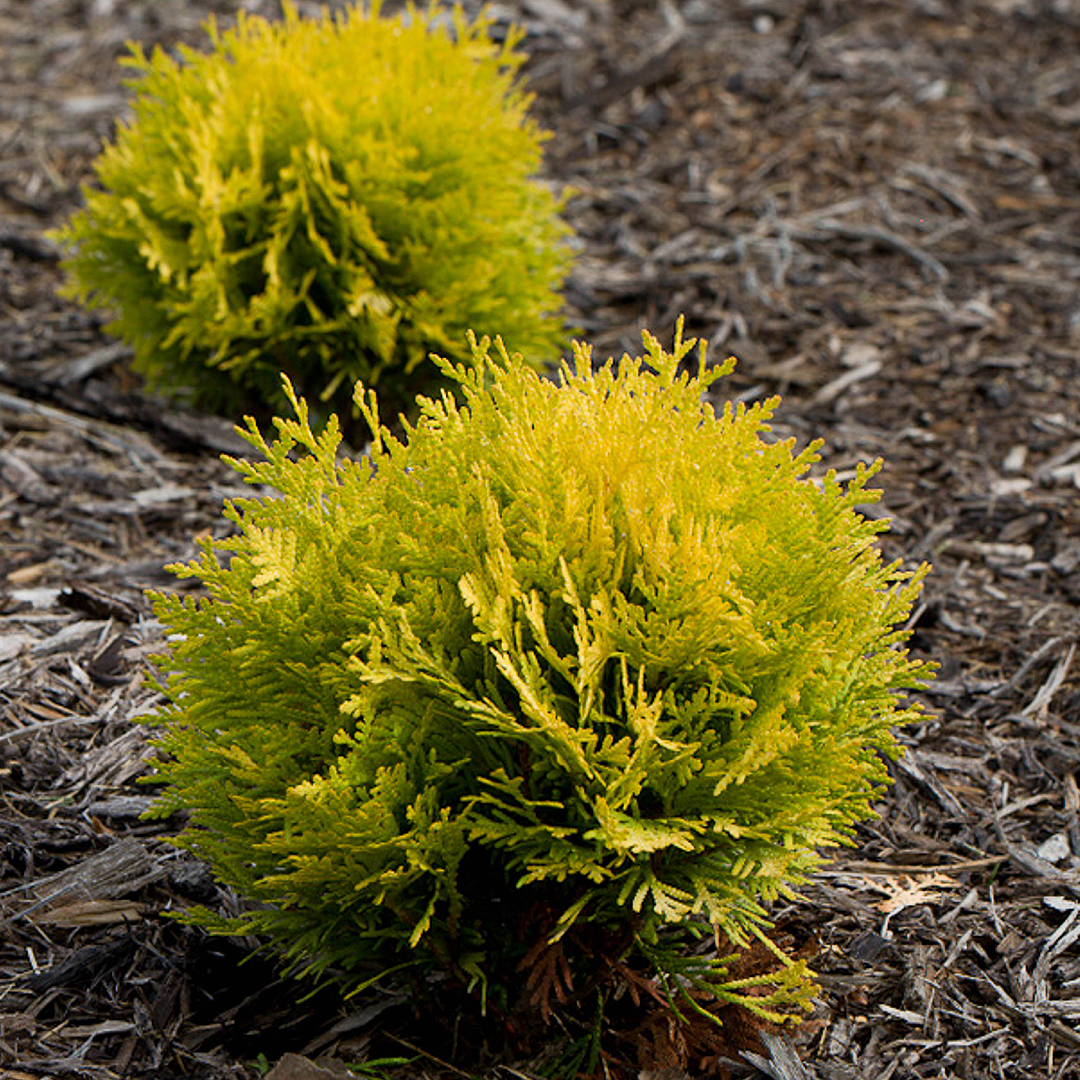 Arborvitae 'Anna's Magic Ball®'