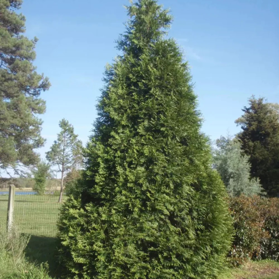 Arborvitae 'Green Giant'