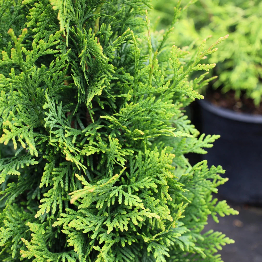 Arborvitae 'Junior Giant'