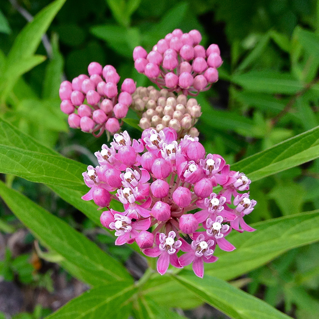 Asclepias incarnata 'Swamp Milkweed'