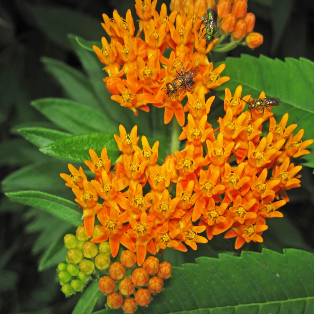 Asclepias tuberosa 'Butterfly Weed'