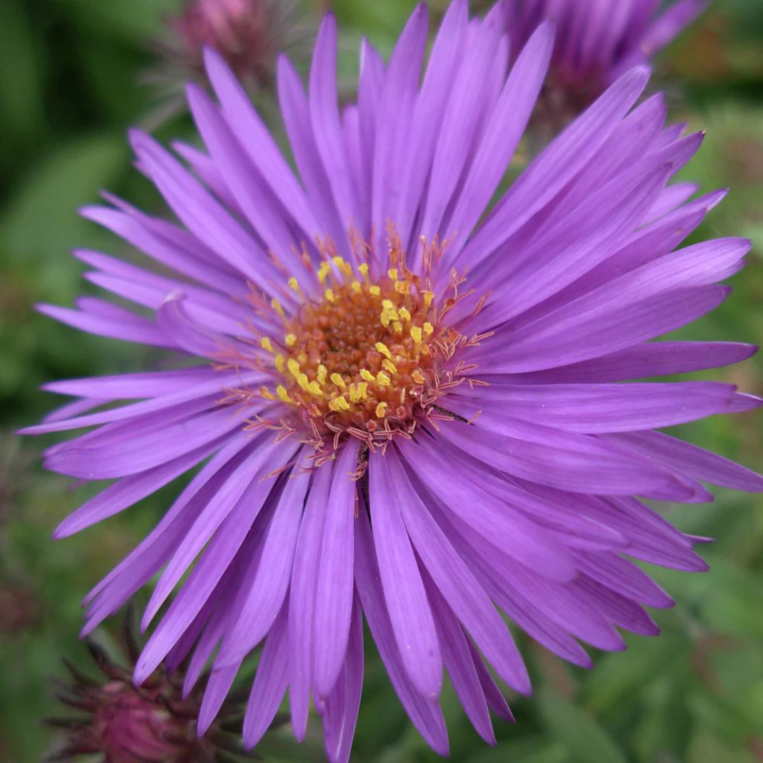 Aster 'Purple Dome'
