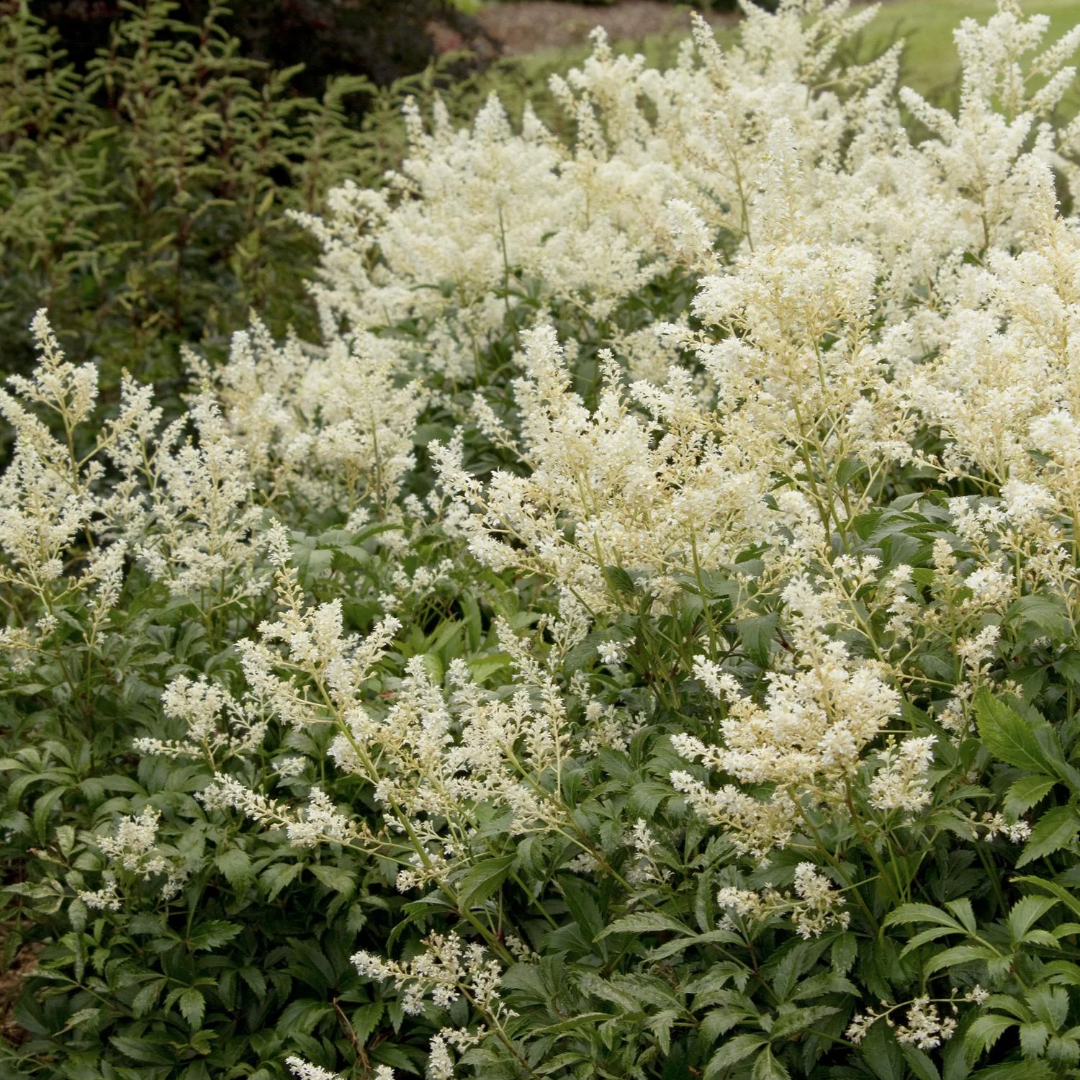 Astilbe 'Deutschland White'