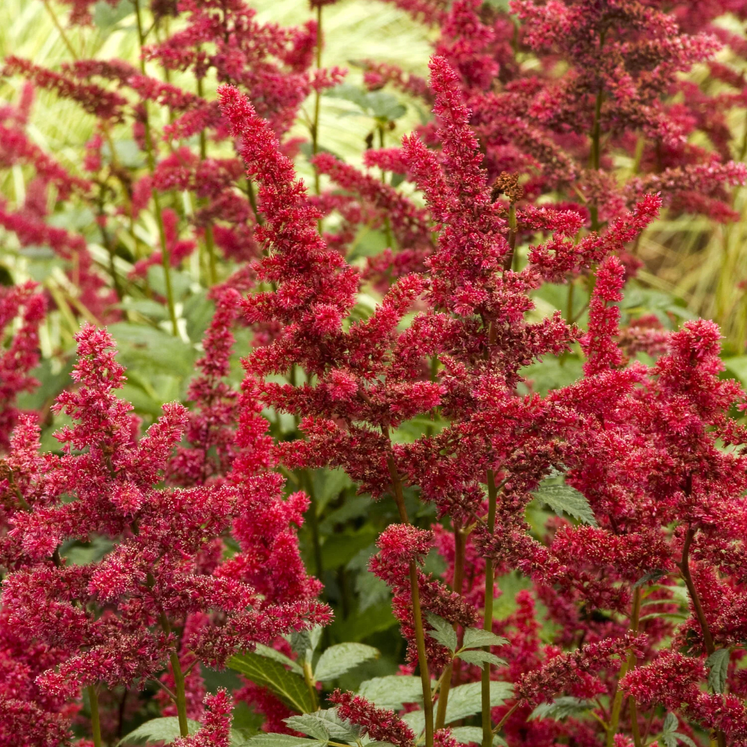 Astilbe 'Fanal'