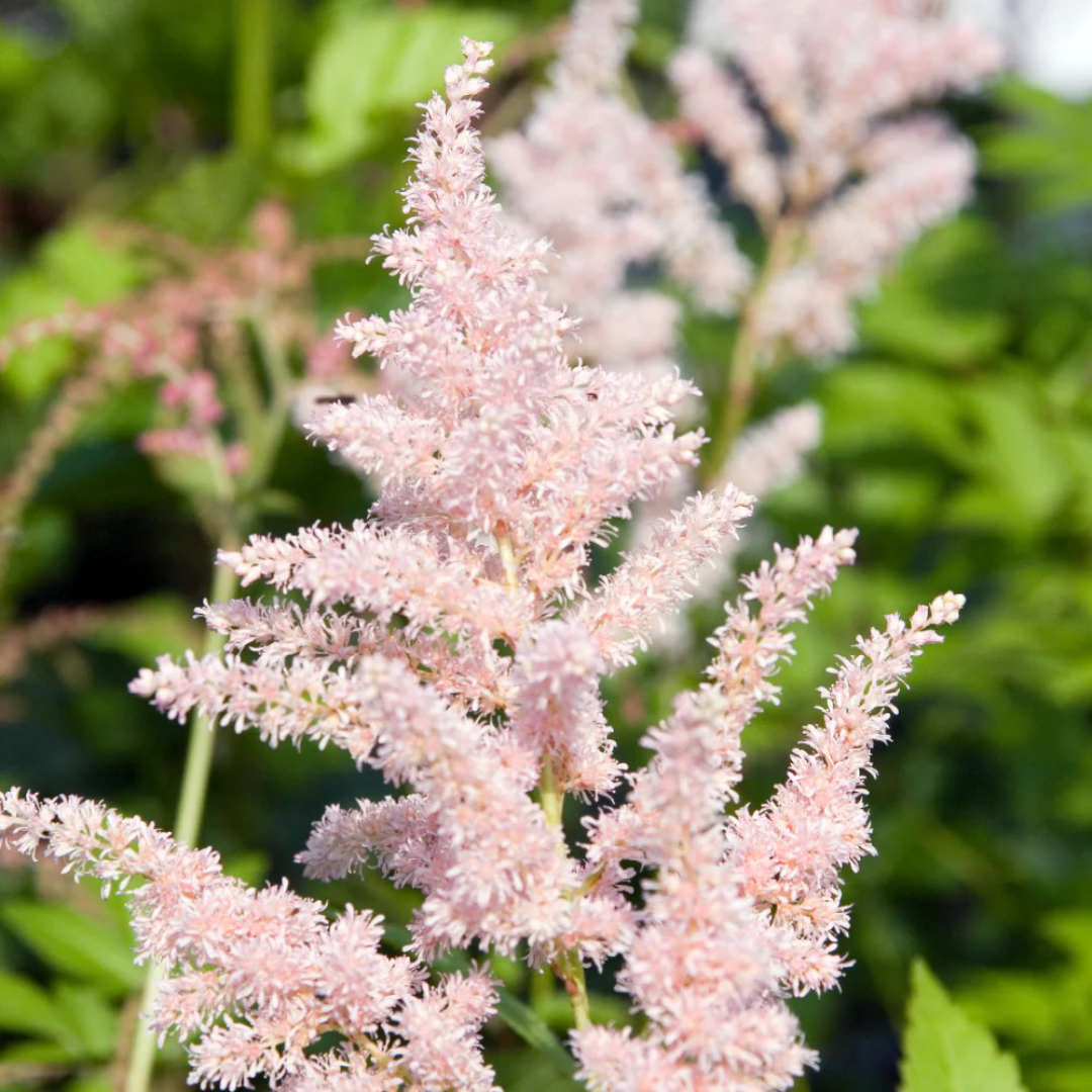 Astilbe 'Peach Blossom'
