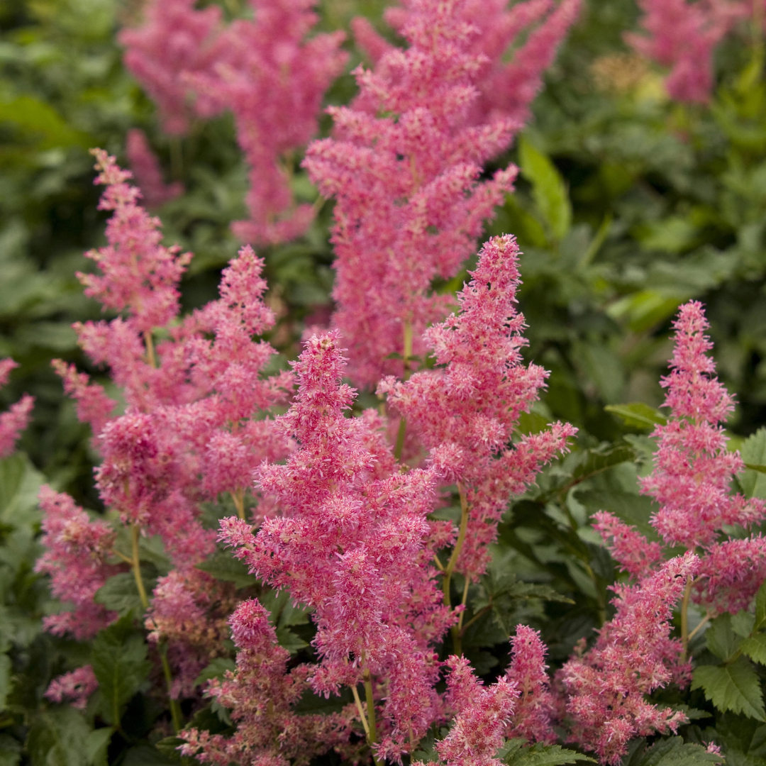 Astilbe 'Rheinland Pink'