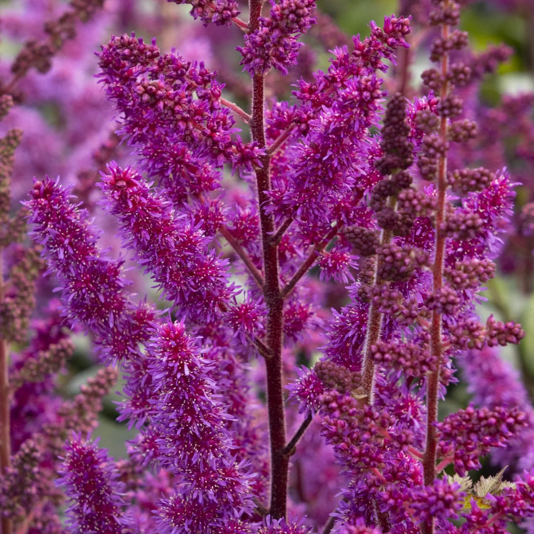 Astilbe 'Vision in Red'