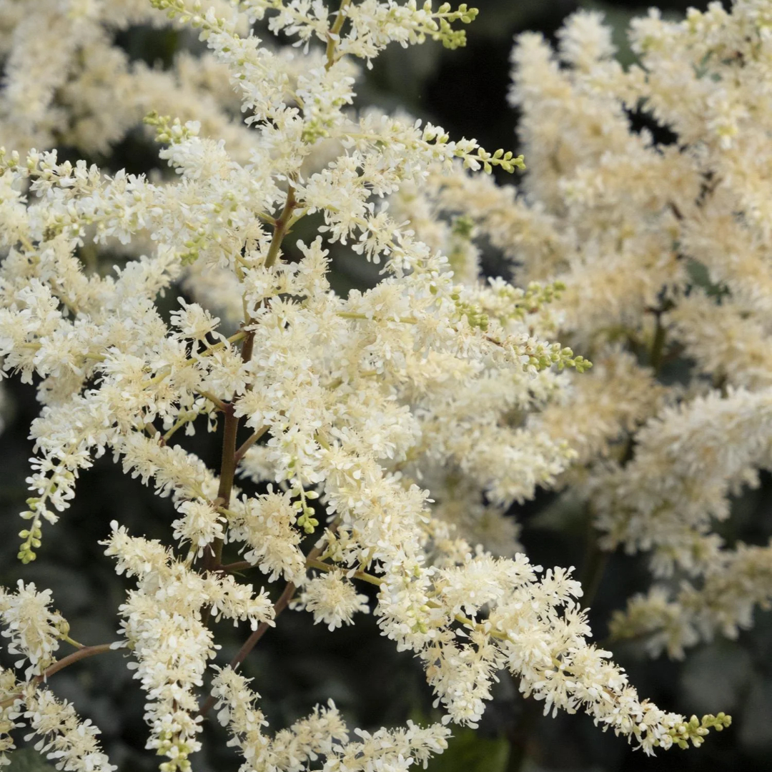 Astilbe 'Vision in White'