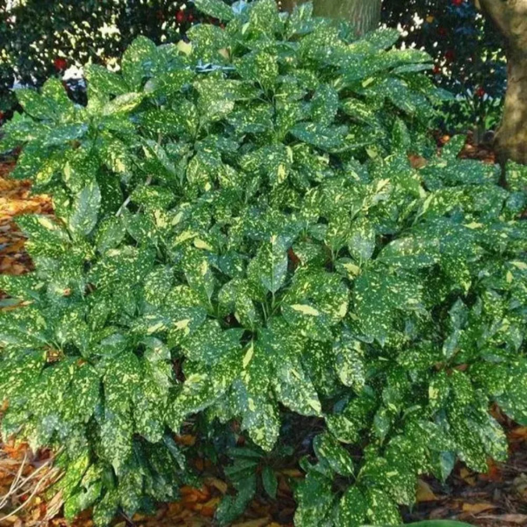 Aucuba 'Gold Dust'