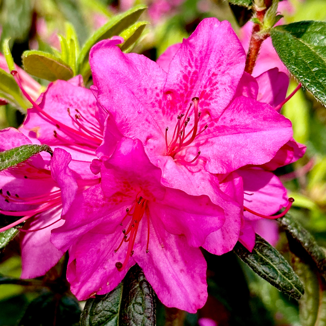 Azalea Encore® Autumn Amethyst®