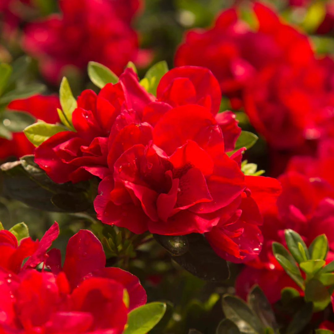 Azalea Encore® Autumn Bonfire®