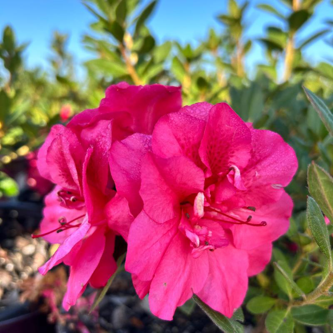 Azalea Encore® Autumn Carnival®