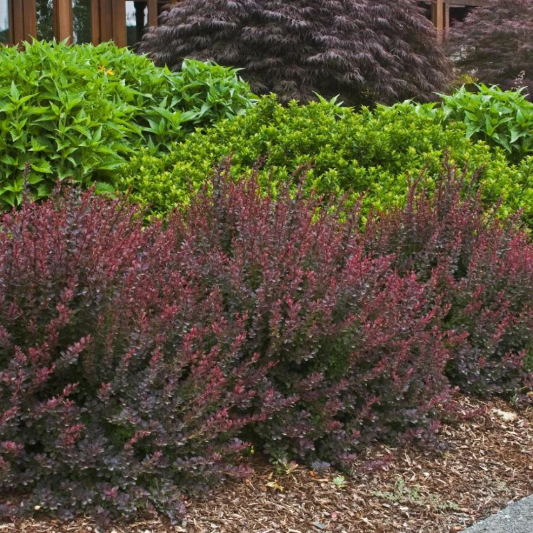 Berberis thunbergii 'Crimson Pygmy'