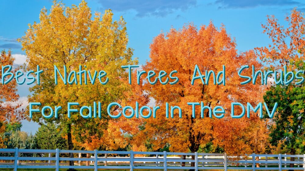 Best Native Trees And Shrubs For Fall Color In The DMV