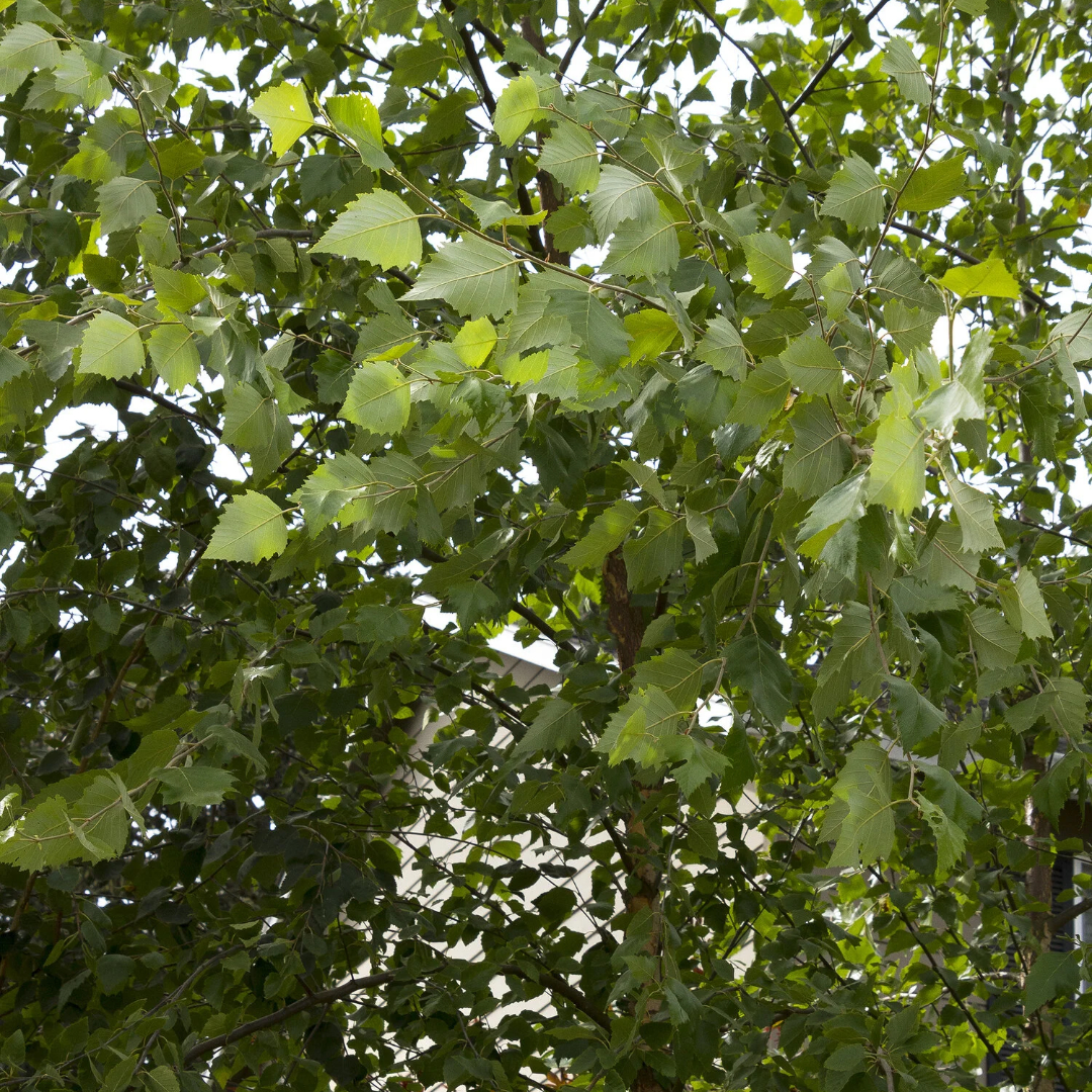 Dura Heat® River Birch