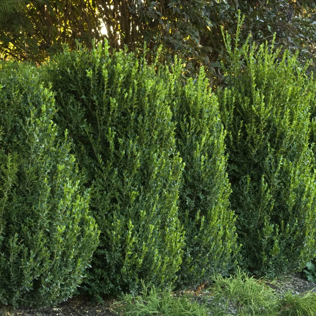 Boxwood 'Green Mountain'
