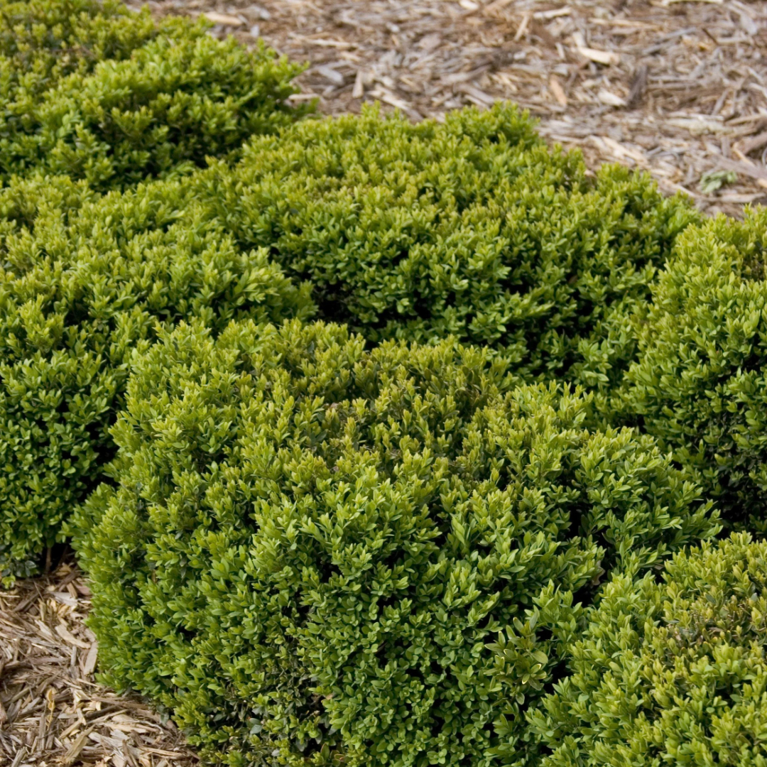 Boxwood 'Green Velvet'