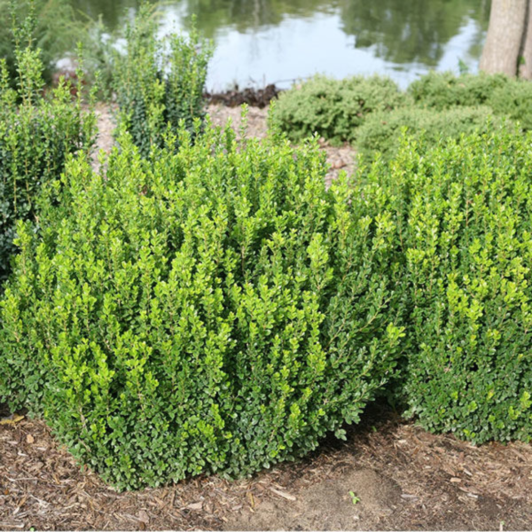 Boxwood 'Sprinter®'