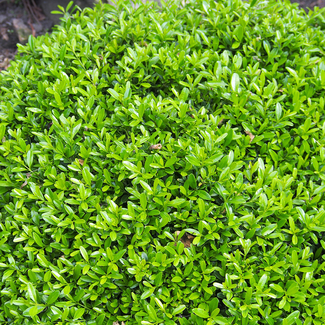 Boxwood 'Wintergreen'