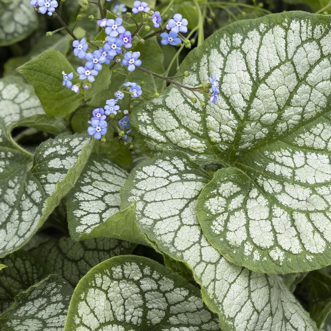 Brunnera 'Jack Frost'