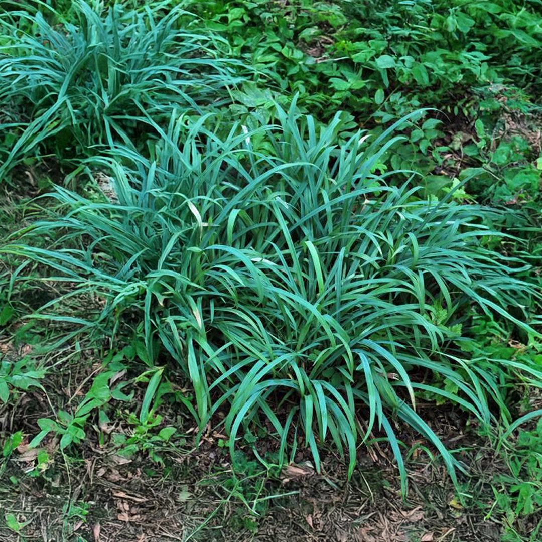 Carex 'Bunny Blue'