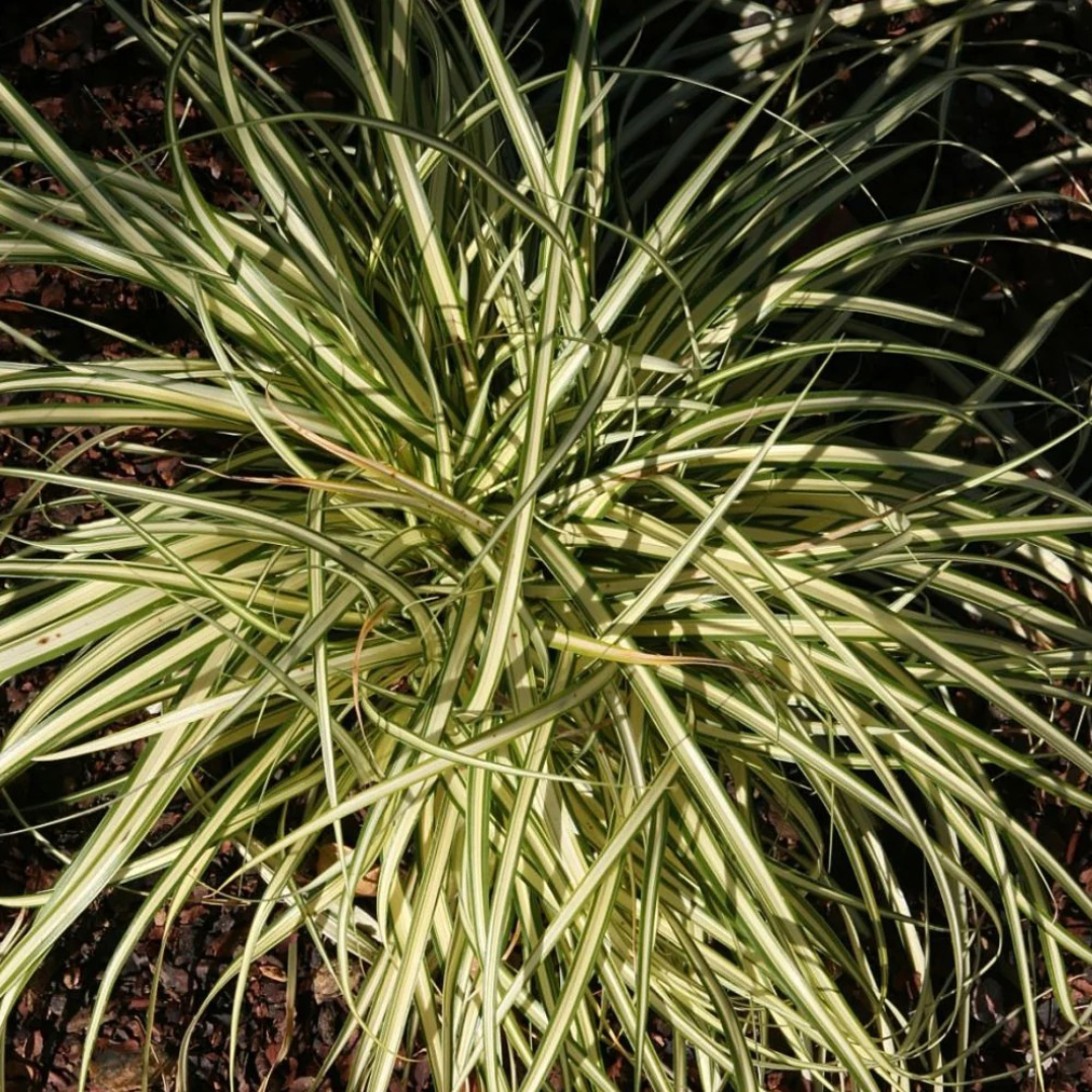 Carex 'Evergold'