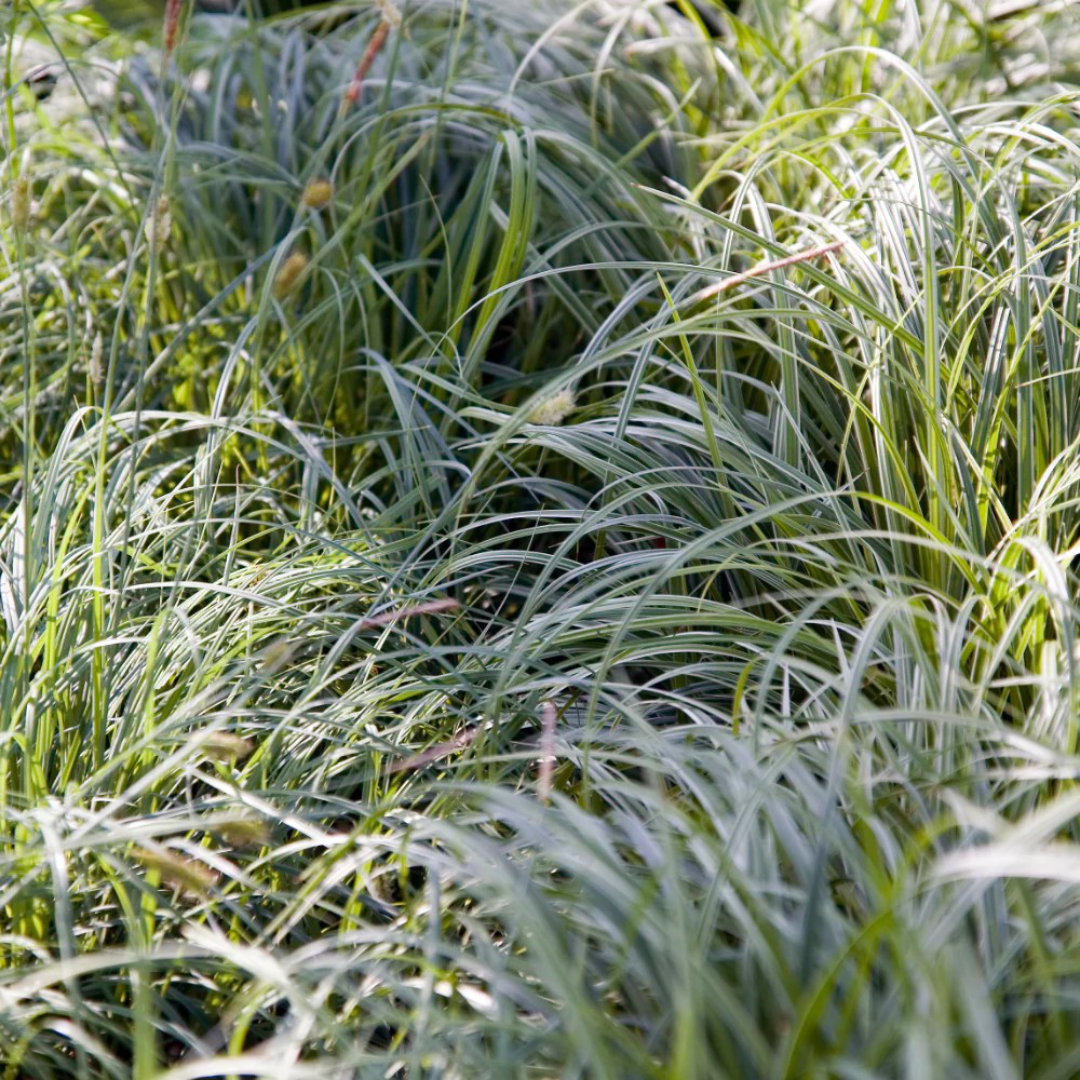 Carex 'Everest'