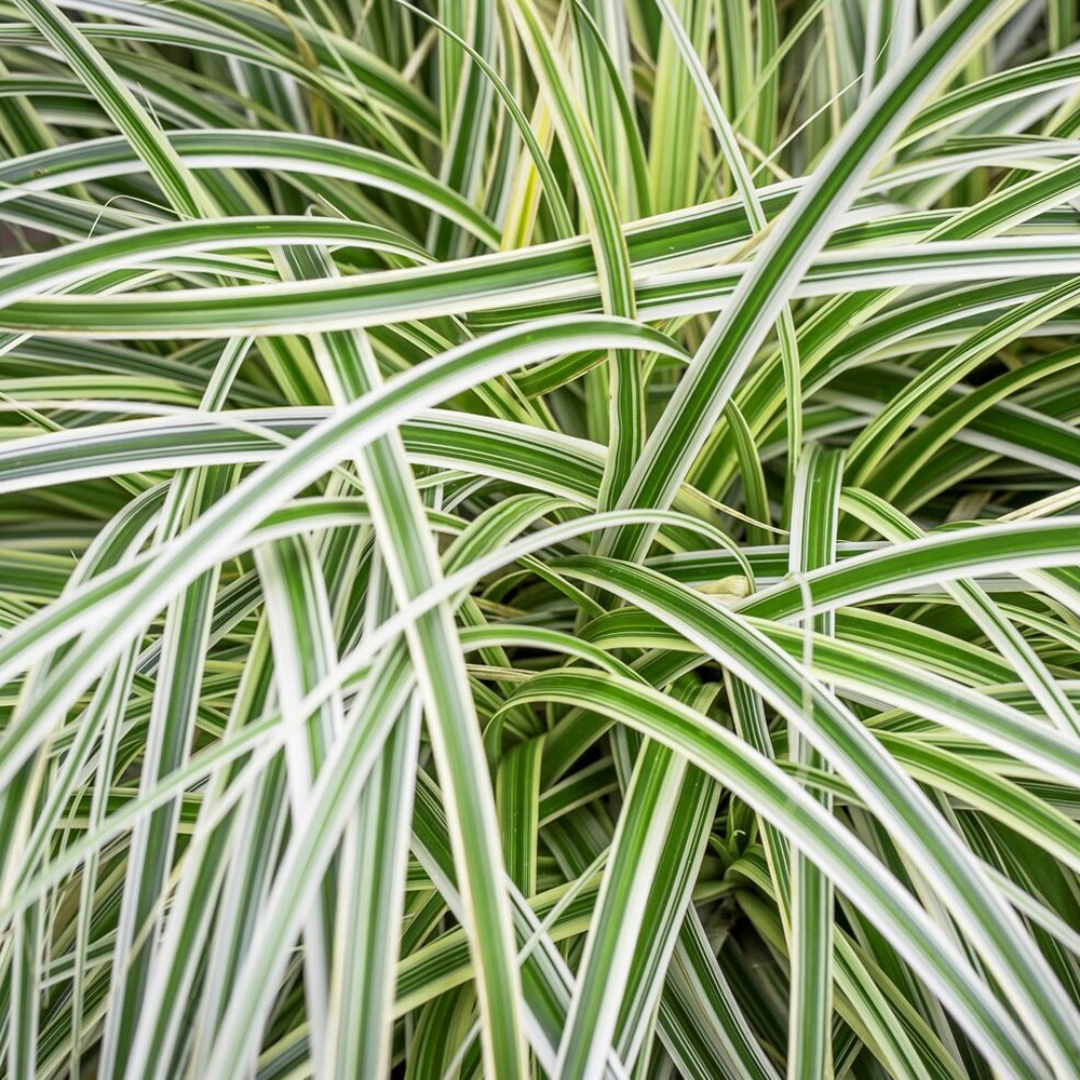 Carex 'Feather Falls'