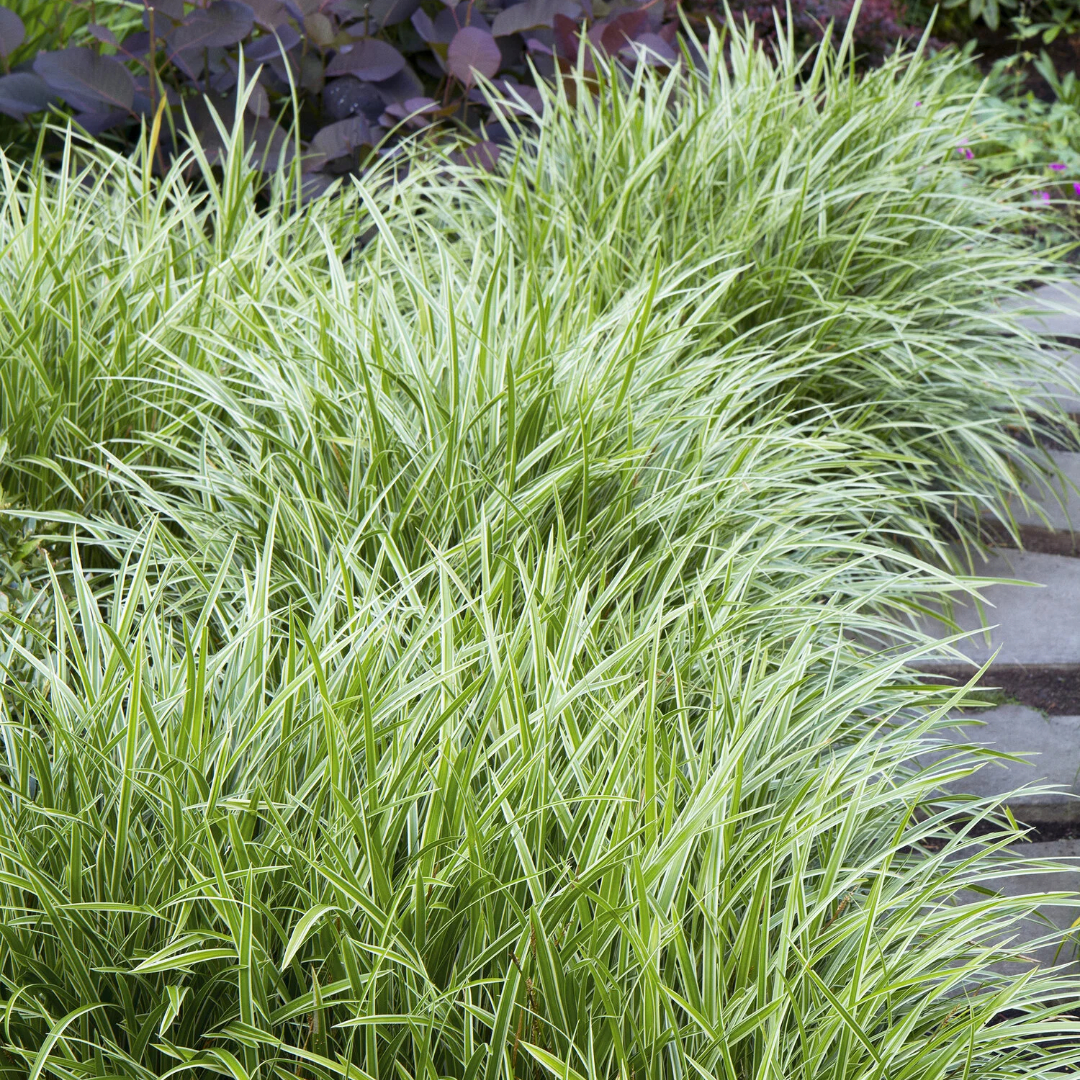 Carex 'Ice Dance'