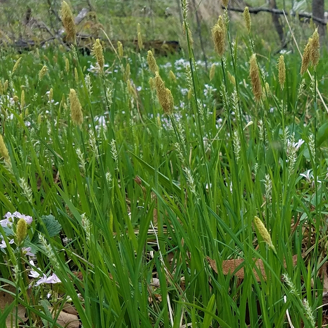 Carex 'Woodii'