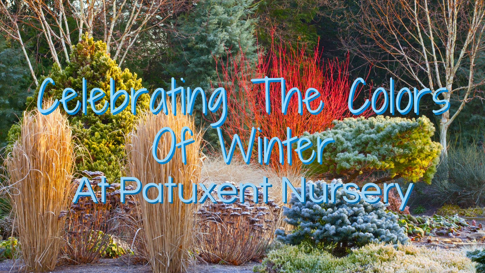 Celebrating The Colors Of Winter At Patuxent Nursery