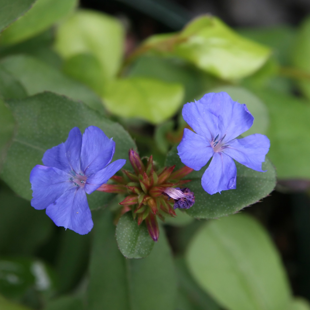 Plumbago
