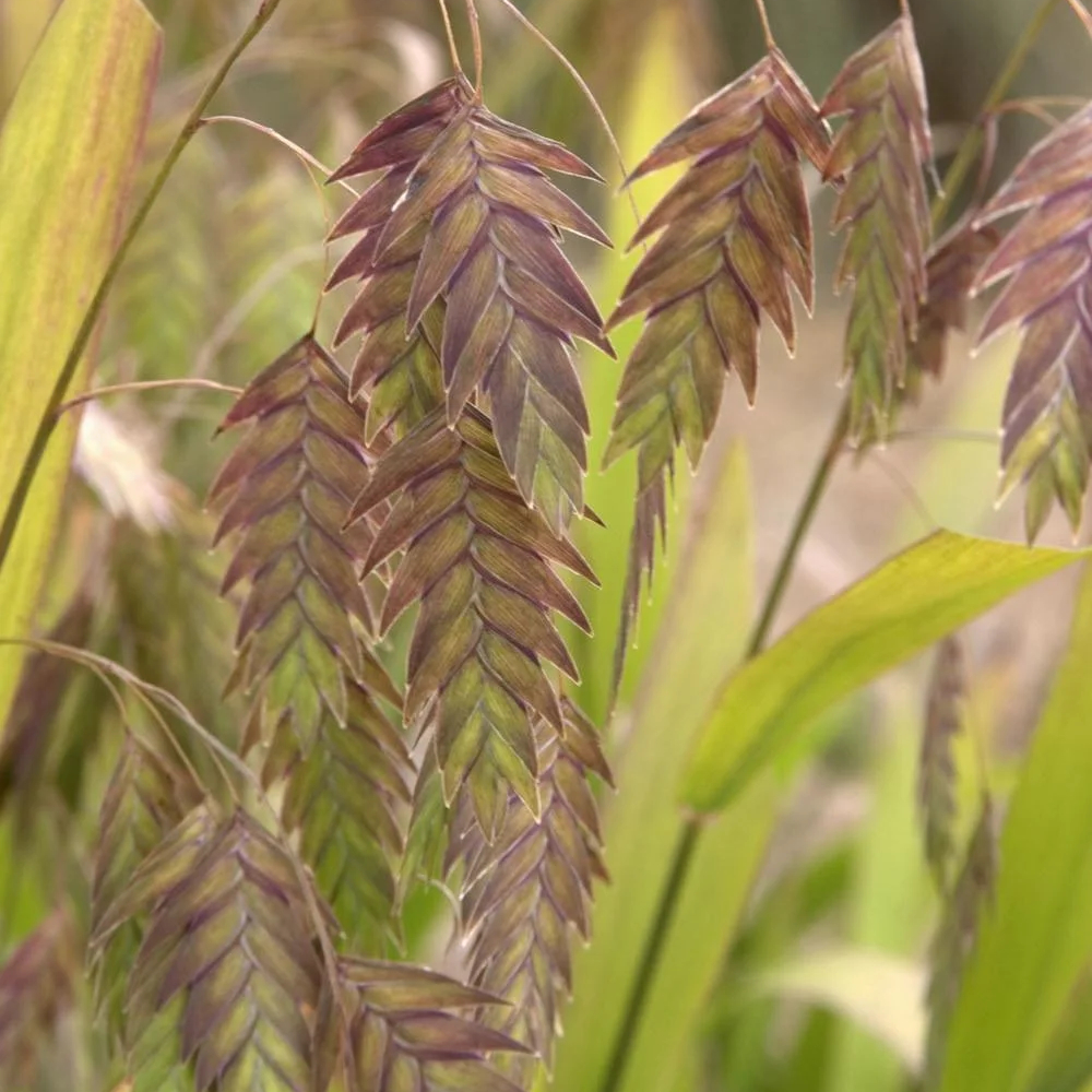 Chasmanthium latifolium 'Sea Oats'