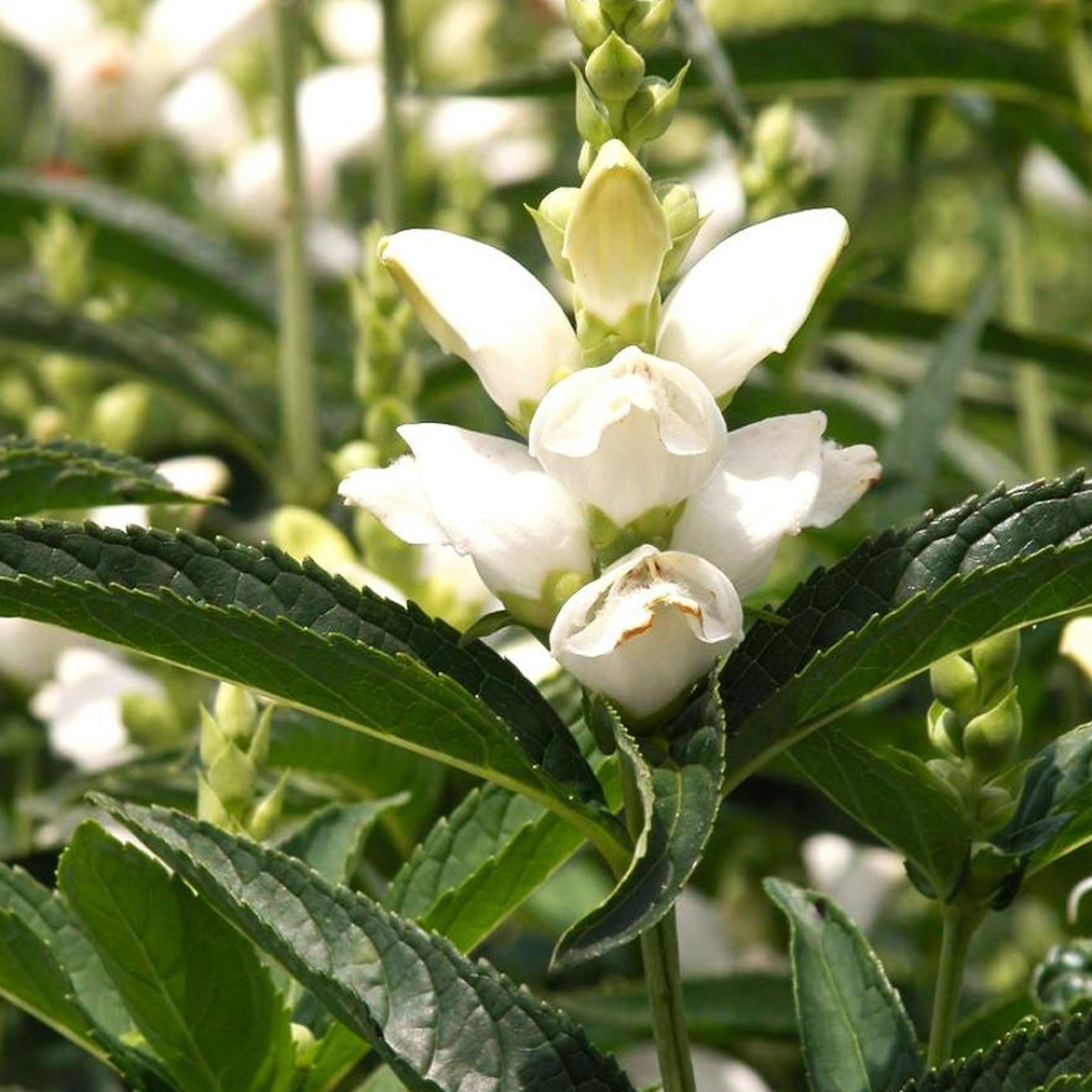 Chelone Glabra 'White Turtlehead'