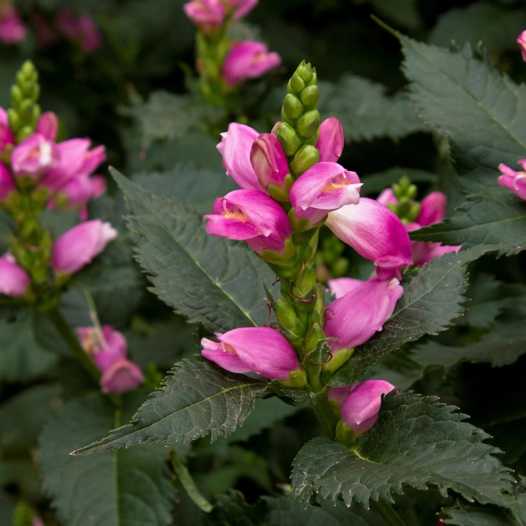 Chelone 'Hot Lips'