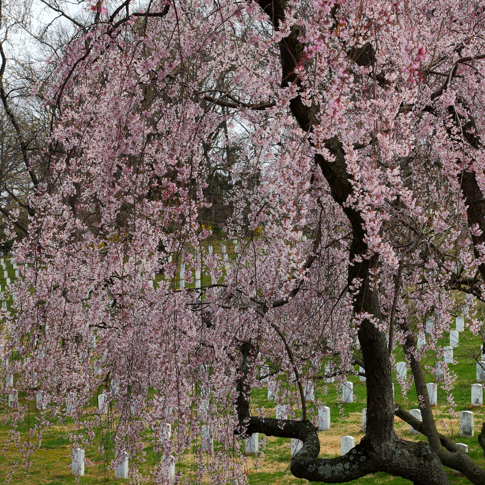 Weeping Cherry Blossom